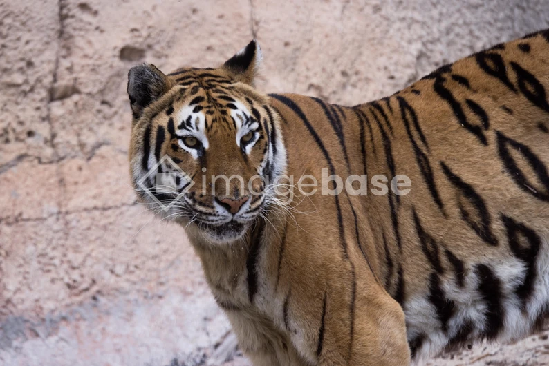 Majestic Tiger in Natural Habitat