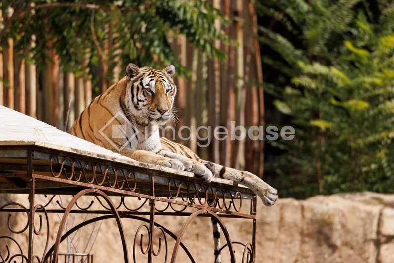 Resting Tiger