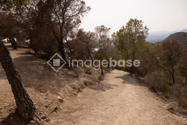 Scenic Pathway Through Nature