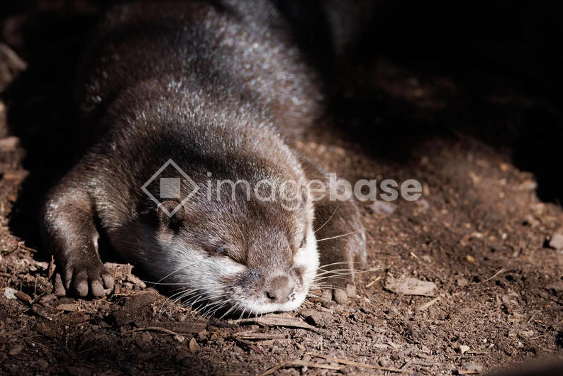 Resting Otter