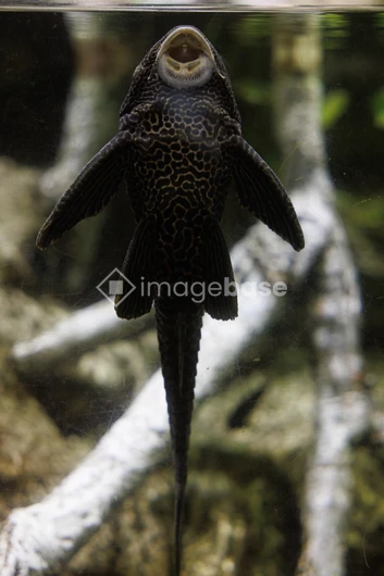 Aquarium Fish with Unique Pattern
