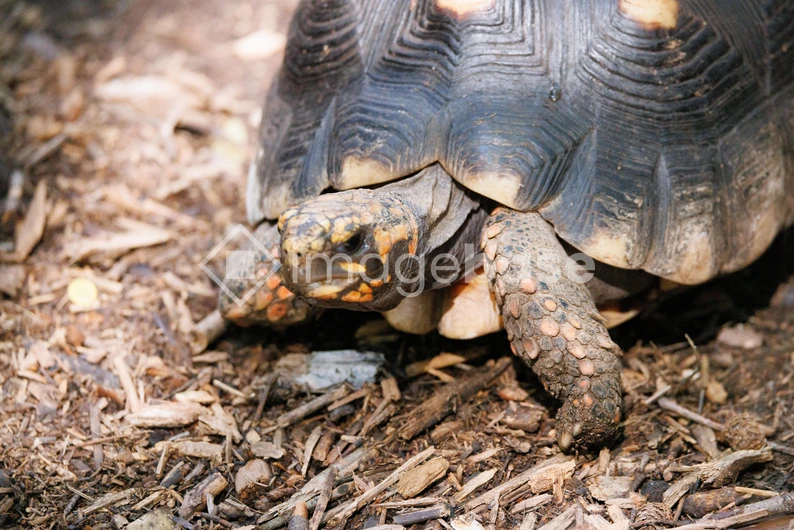 Tortoise on Natural Ground