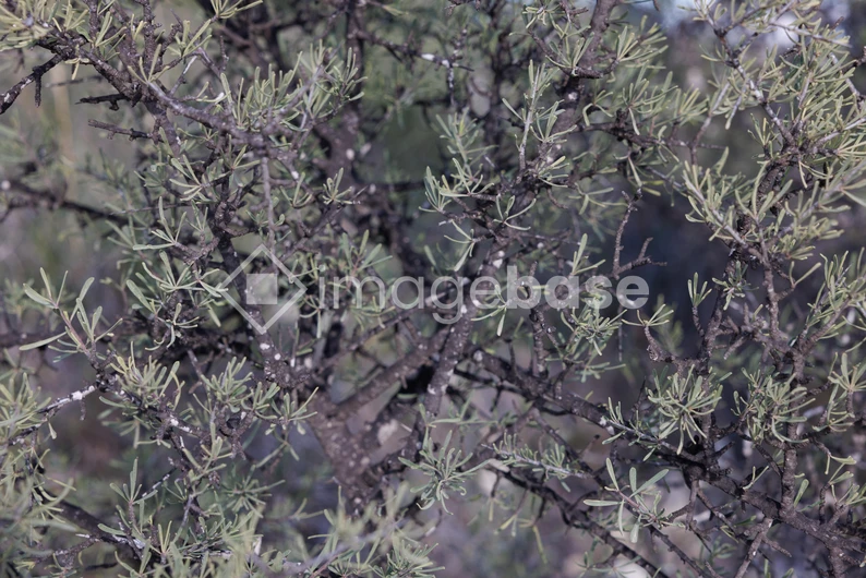 Dense Bush with Thin Branches