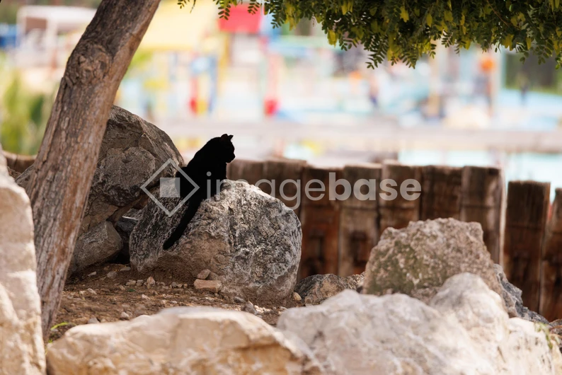 Serene Cat by the Rocks