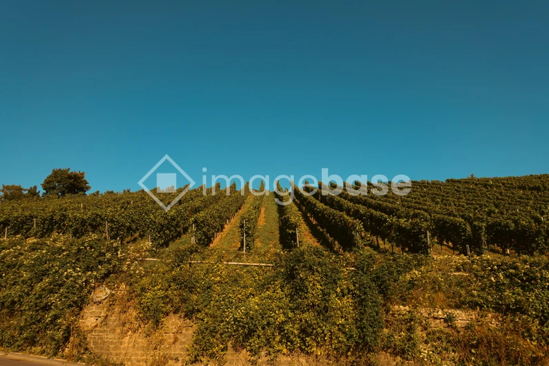 Expansive Vineyard Landscape