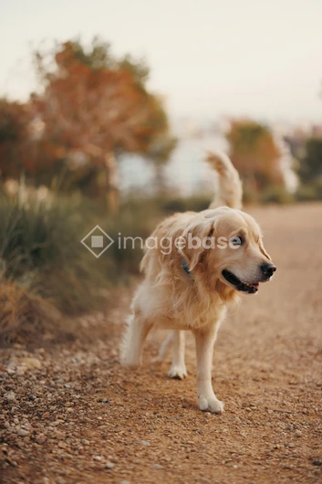 Golden Retriever on a Path