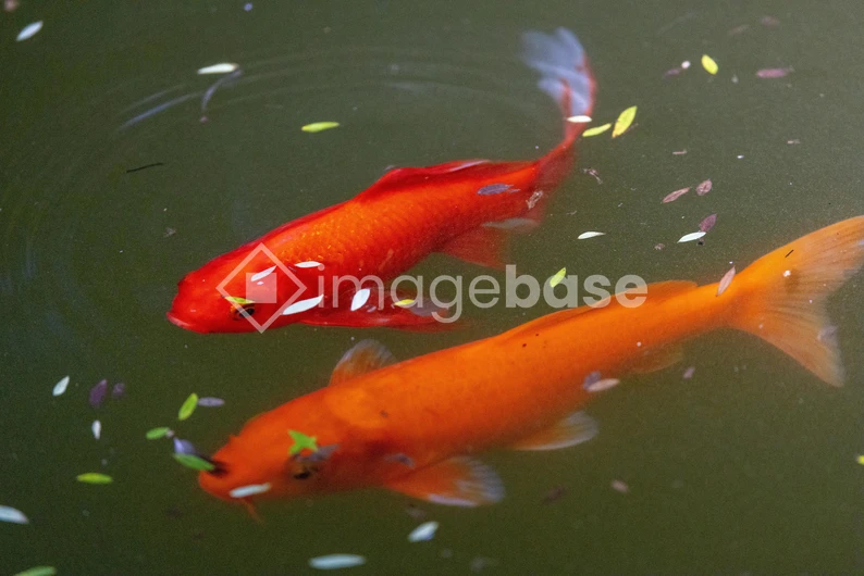 Koi Fish in Pond