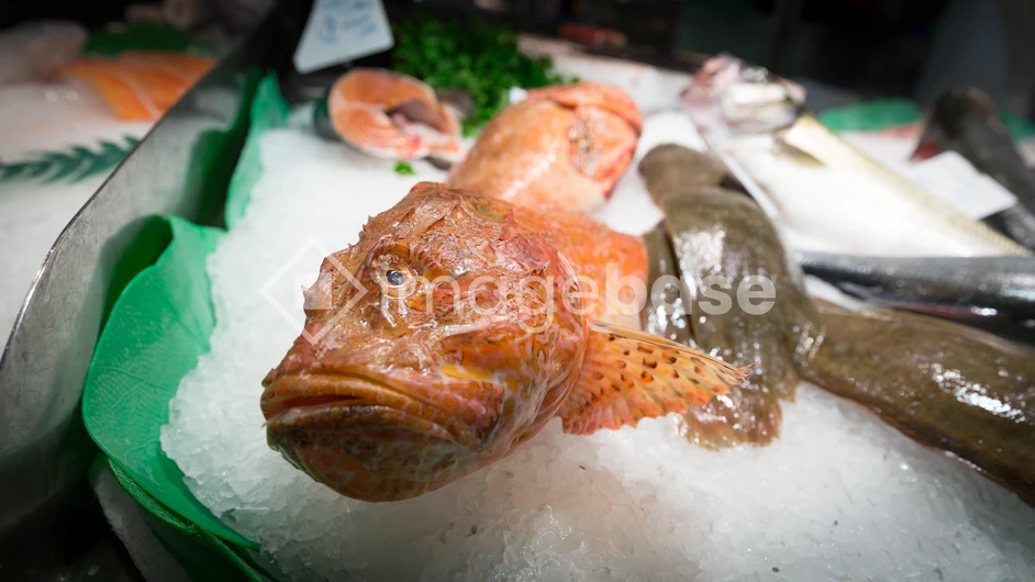 Fresh Fish Display