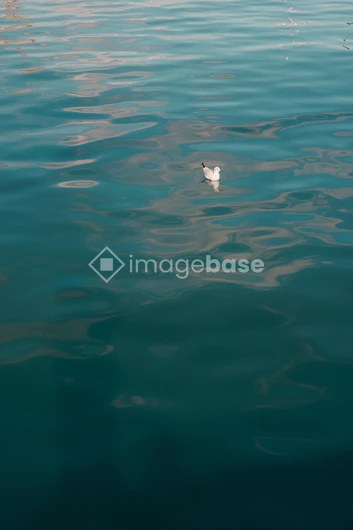 Seagull on Tranquil Waters