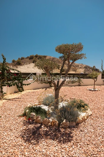 Serene Desert Garden