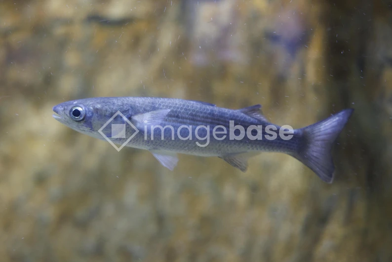 Underwater Fish