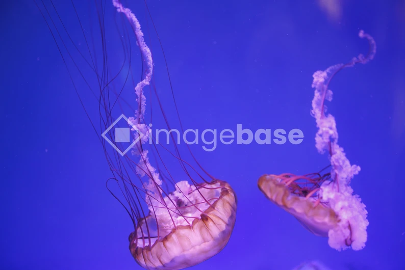 Graceful Jellyfish
