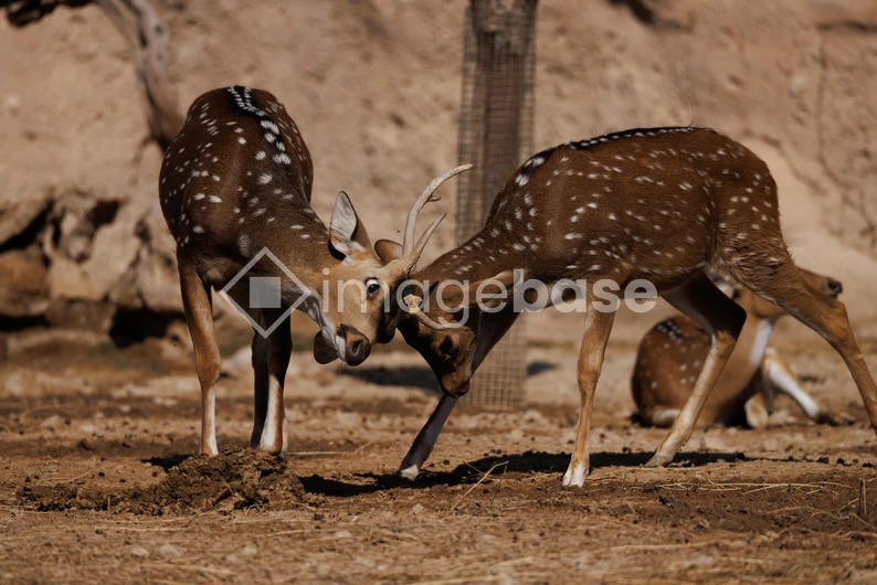 Deer Engaging in a Playful Antler Lock