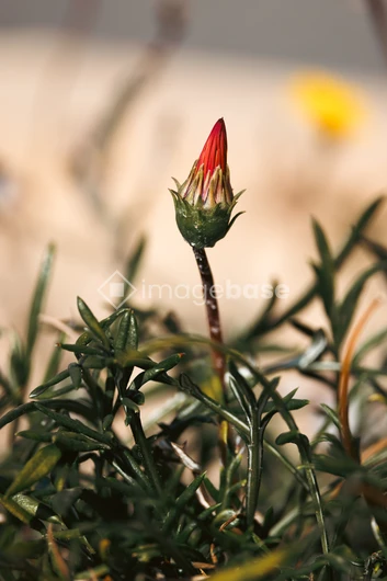 Bud in Focus