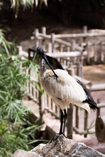 Perched Ibis in a Natural Setting