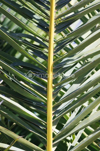 Leaf Pattern Texture