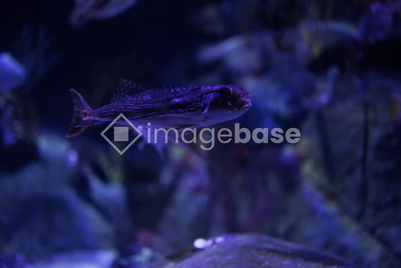 Underwater Fish Portrait