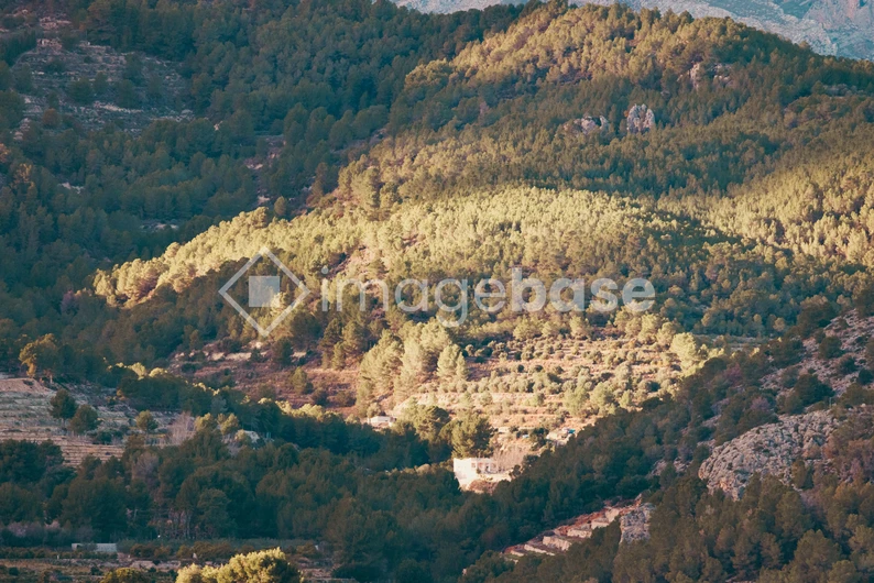 Sunlit Forested Mountain