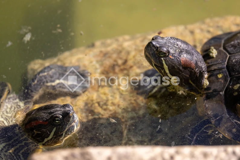 Turtles in Water