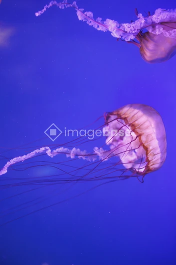 Graceful Jellyfish