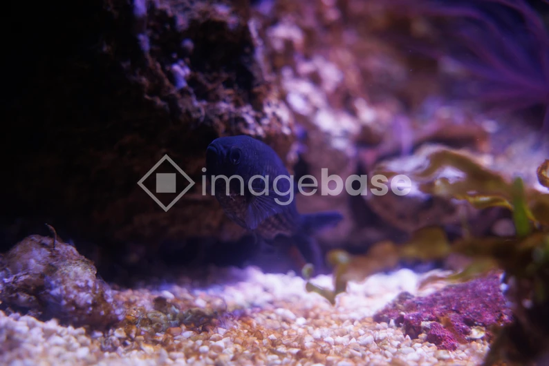 Underwater Serenity