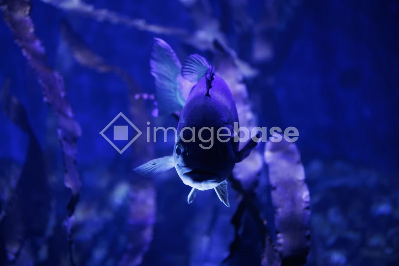 Aquatic Serenity