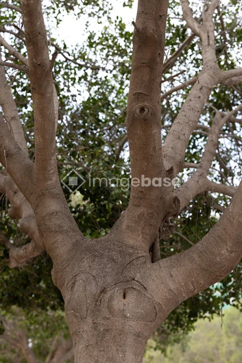 Majestic Tree