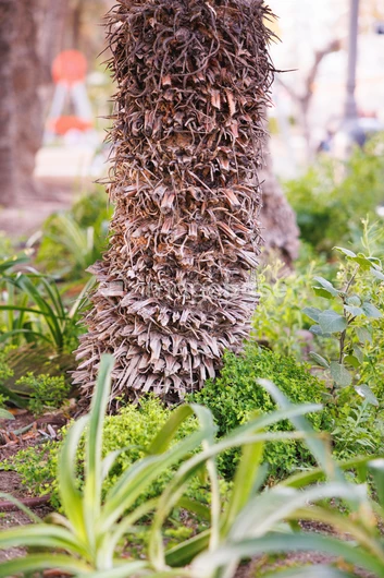 Textured Palm Trunk Among Greenery