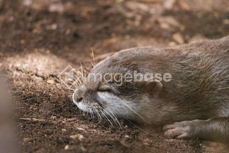 Resting Otter on Soil