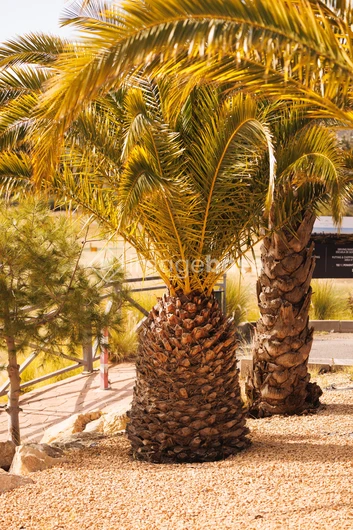 Palm Trees in Sunlight