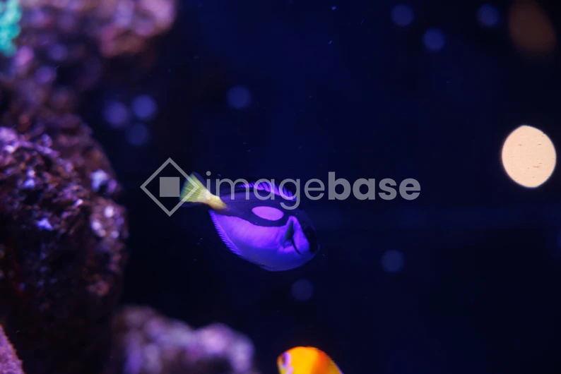Tropical Fish in Aquarium
