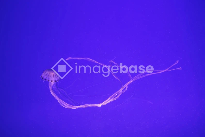 Jellyfish in Blue Ocean