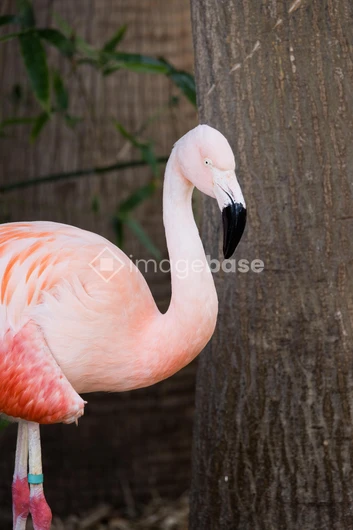 Flamingo in Natural Habitat