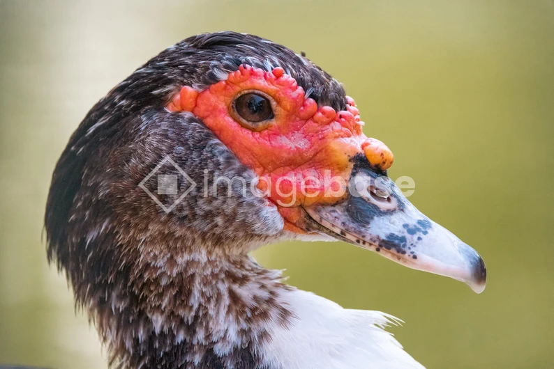 Close-up of a Muscovy Duck