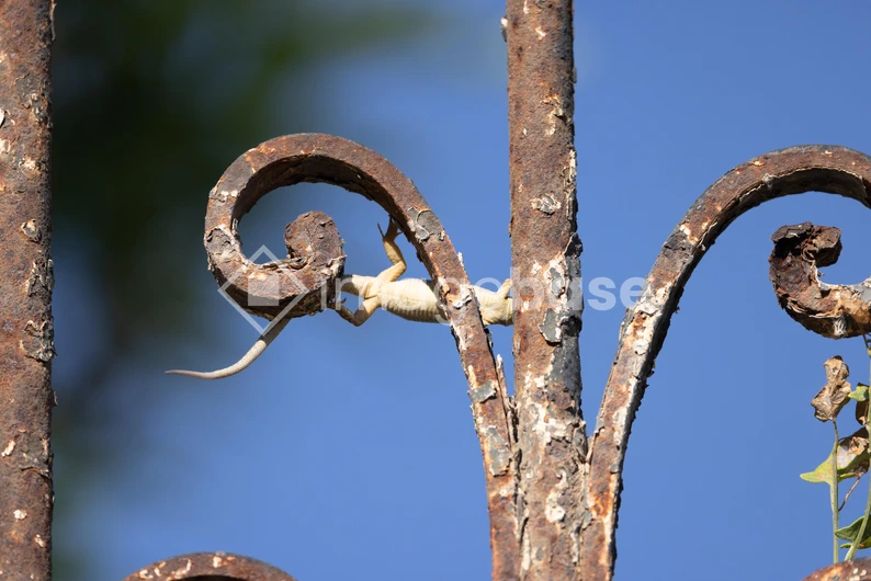 Lizard on a Rusty Fence