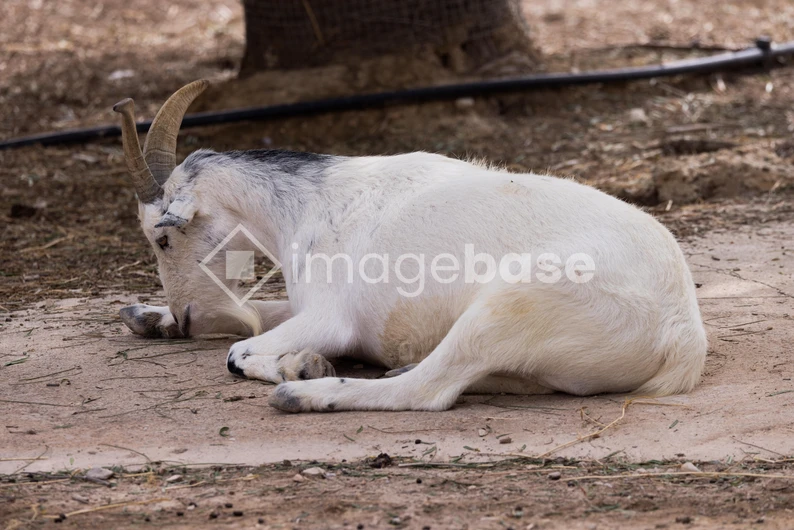 Resting Goat