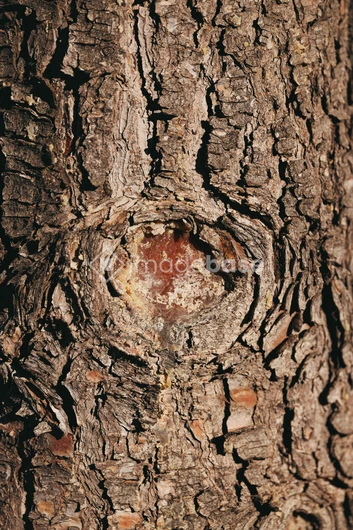 Close-up of Tree Bark
