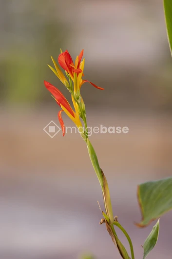 Vibrant Tropical Flower