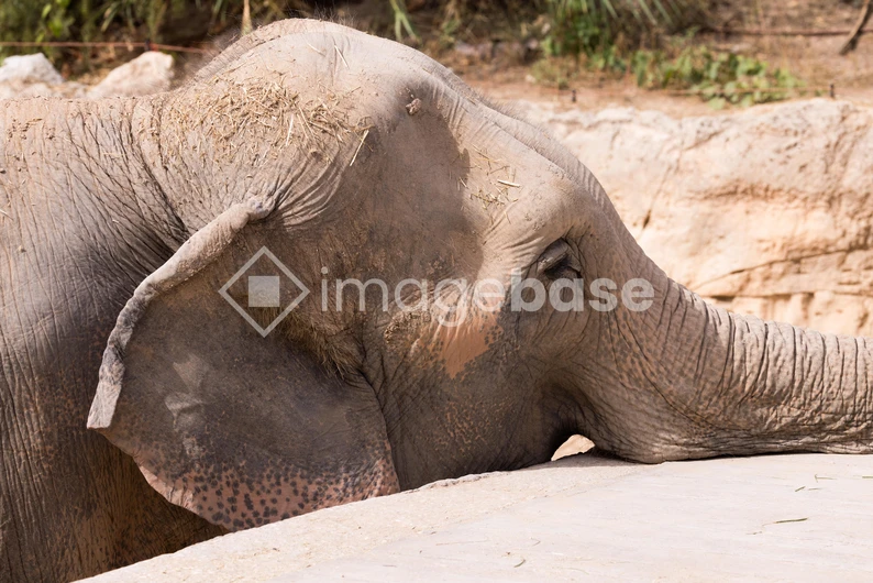 Resting Elephant