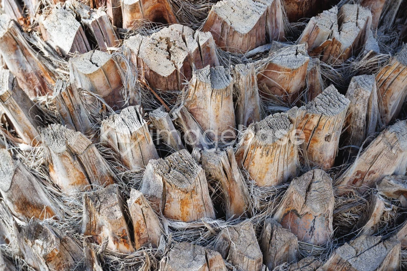Close-Up of Tree Bark Texture