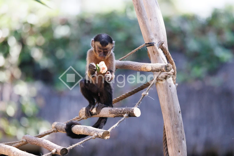 Monkey on a Wooden Structure