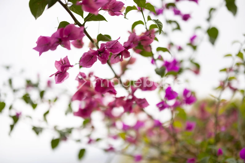 Pink Bougainvillea Blossoms