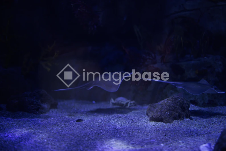 Stingrays in an Aquarium