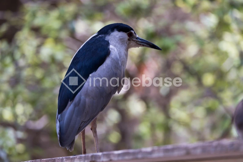 Portrait of a Heron