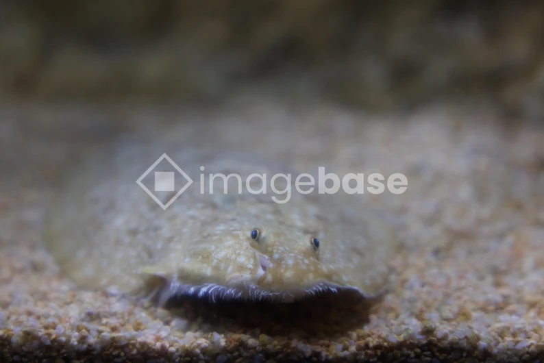 Flatfish in Habitat