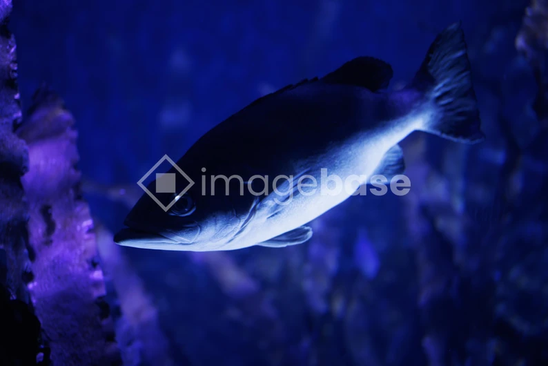 Underwater Fish in Blue Light