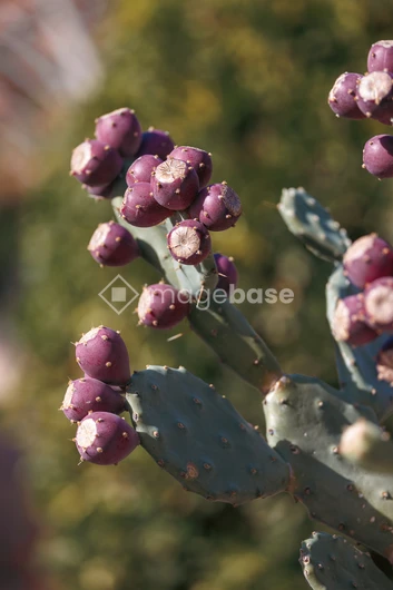 Prickly Pear Cactus in Bloom