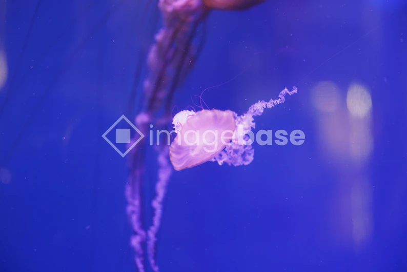 Graceful Jellyfish in Blue