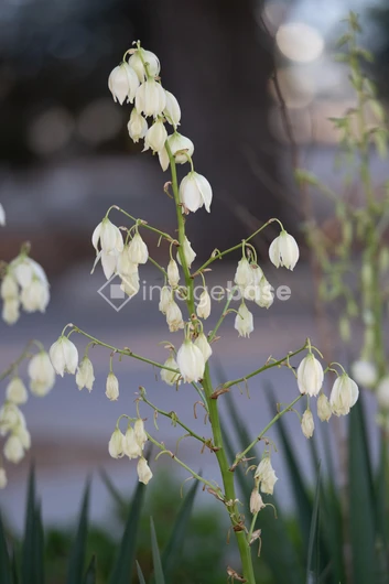 Delicate White Flowers