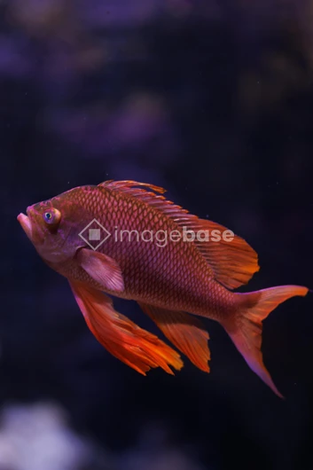 Vibrant Fish Underwater